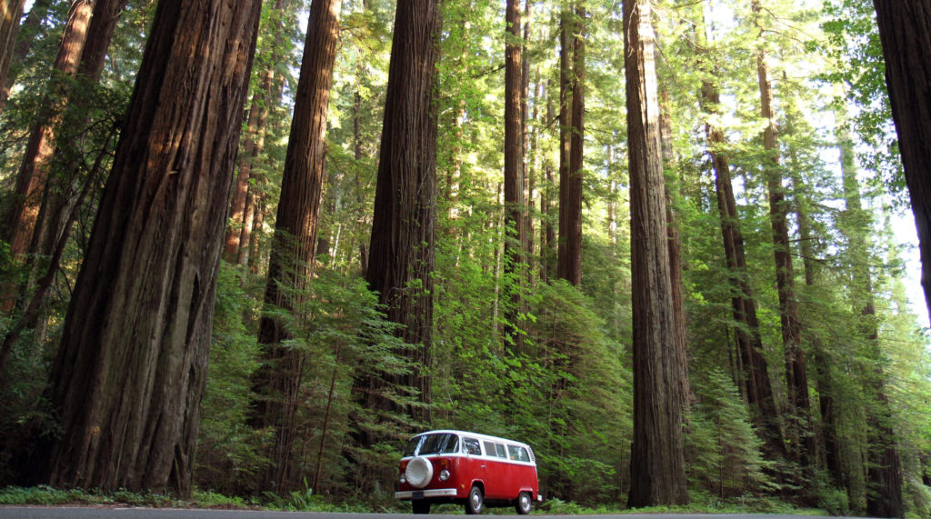 The Enchanting Redwood Forests of California