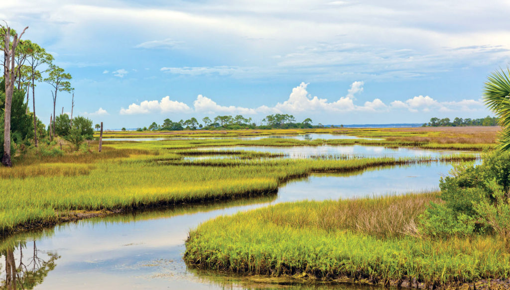 Discovering the Everglades: America's Wetland Paradise