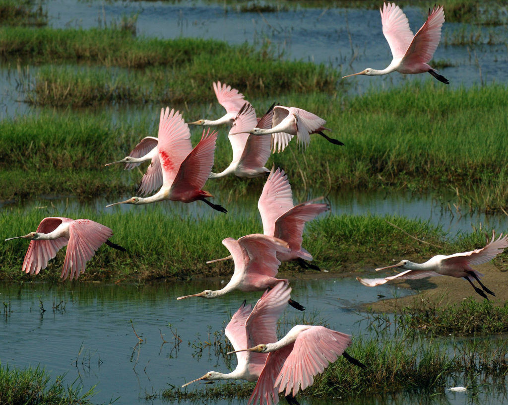 Discovering the Everglades: America's Wetland Paradise